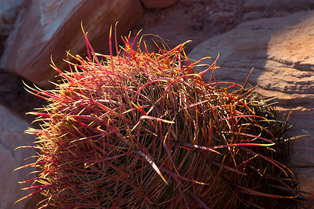 10-05 - 12.jpg - Valley of Fire State Park